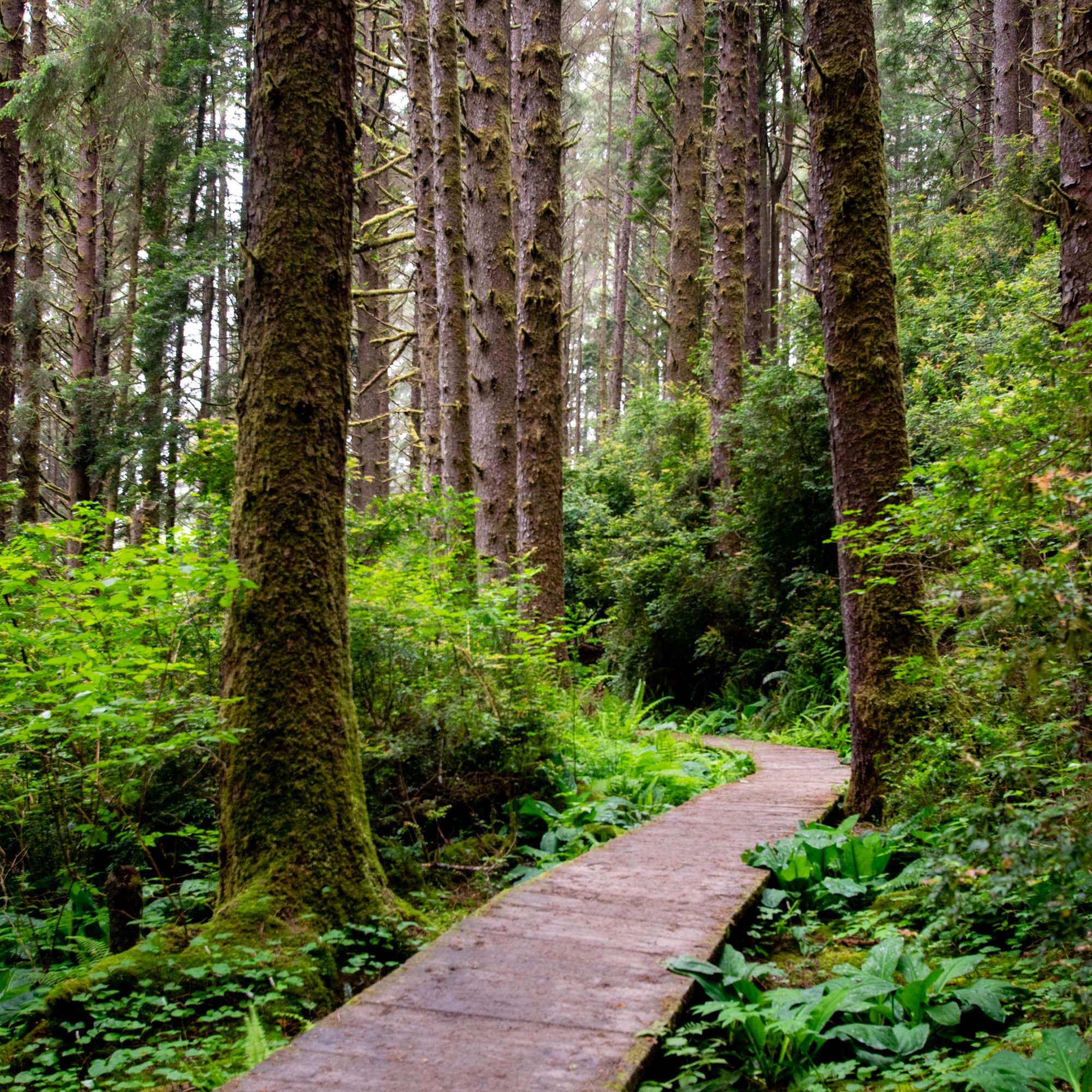 are dogs allowed in redwood national park