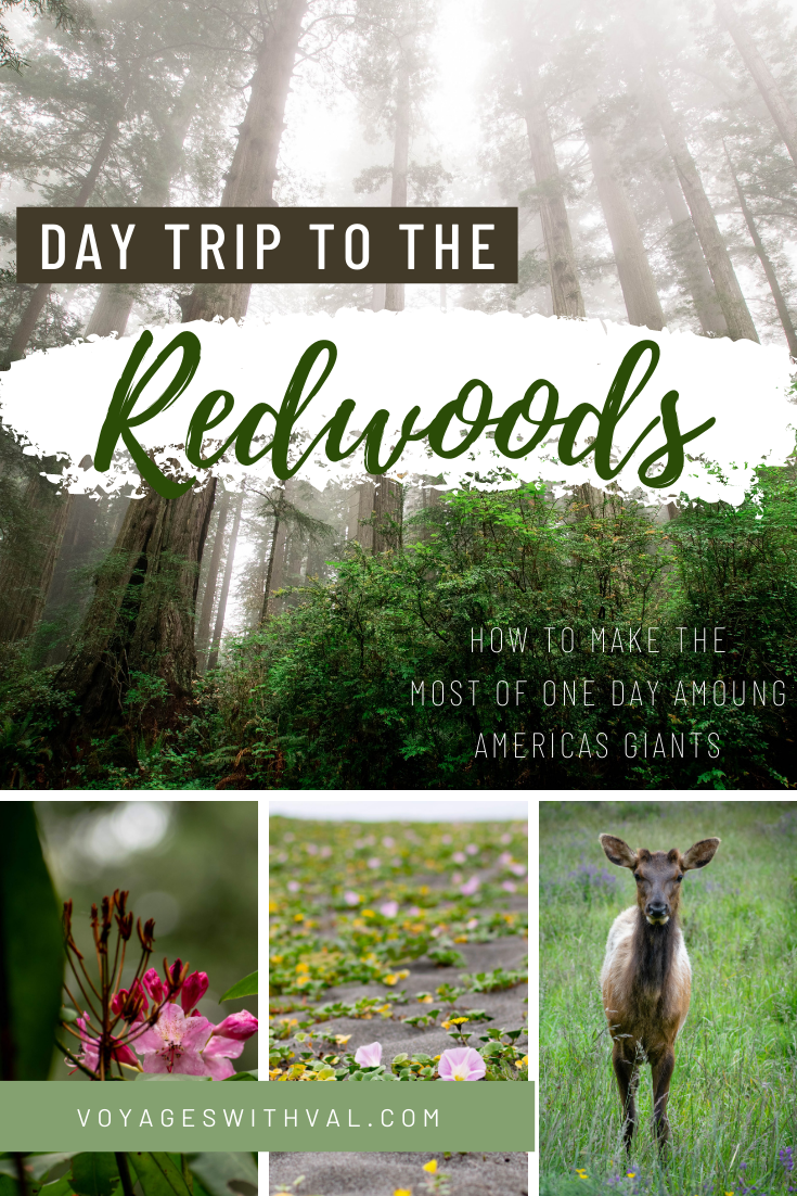 Redwood National Park Road Trip- One Day Itinerary - Voyages With Val