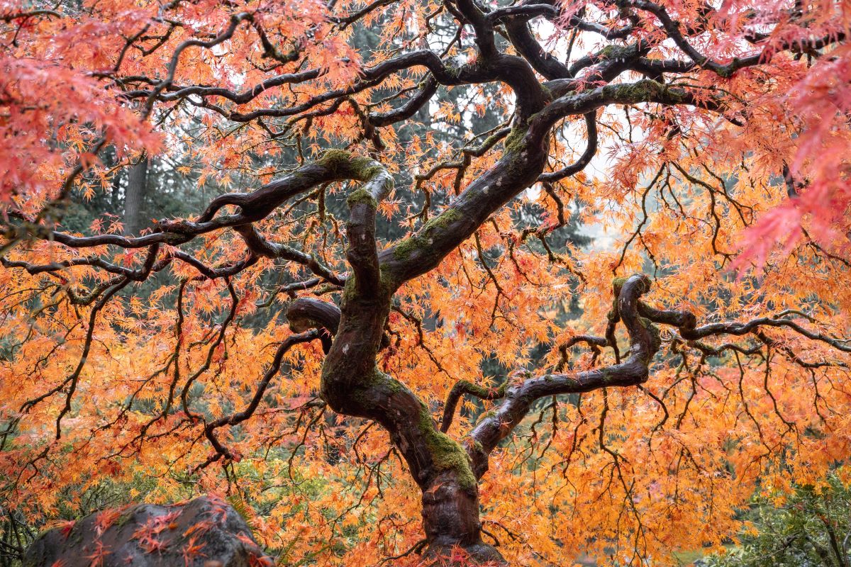 Best Places for Fall Color Near Portland Oregon - Voyages with Val